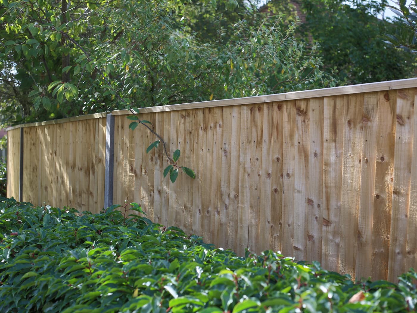 Closeboard fence and hedge